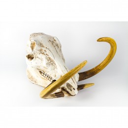 Фигура череп бородавочника Shishi