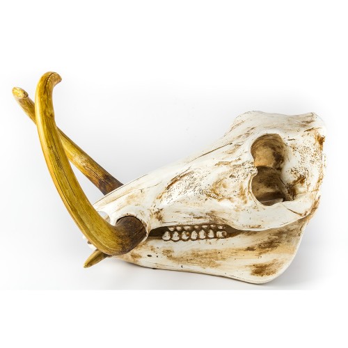 Фигура череп бородавочника Shishi