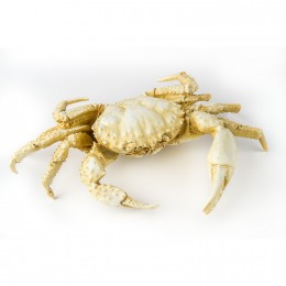 Фигура краба Shishi