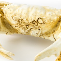 Фигура краба Shishi