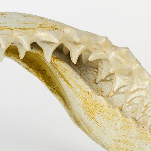 Настенное украшение- челюсть акулы Shishi