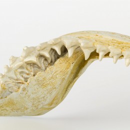 Настенное украшение- челюсть акулы Shishi