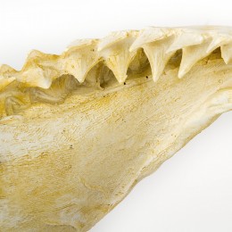 Настенное украшение- челюсть акулы Shishi