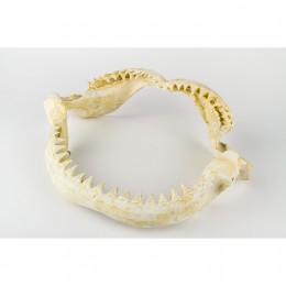 Настенное украшение- челюсть акулы Shishi