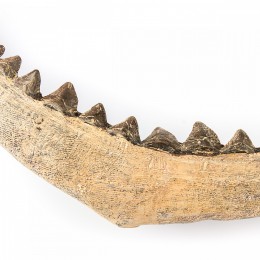 Настенное украшение- челюсть акулы Shishi