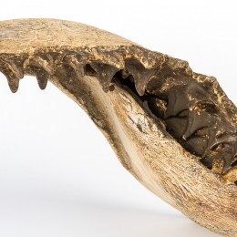 Настенное украшение- челюсть акулы Shishi