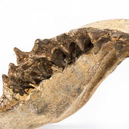 Настенное украшение- челюсть акулы Shishi