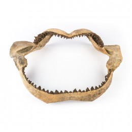 Настенное украшение- челюсть акулы Shishi