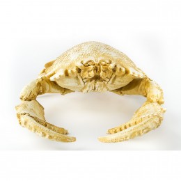 Фигура краба Shishi