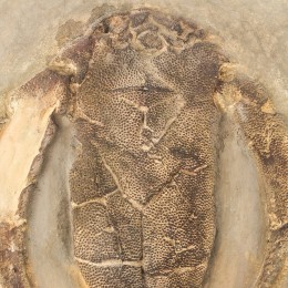 Настенное панно Shishi