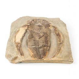 Настенное панно Shishi