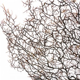 Фигура водоросли Shishi