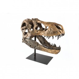 Голова динозавра Shishi