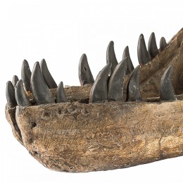 Голова динозавра Shishi