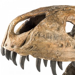 Голова динозавра Shishi