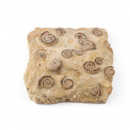 Настенное панно Shishi