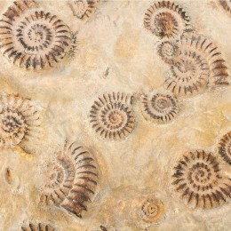 Настенное панно Shishi