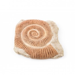 Настенное панно Shishi