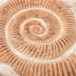 Настенное панно Shishi